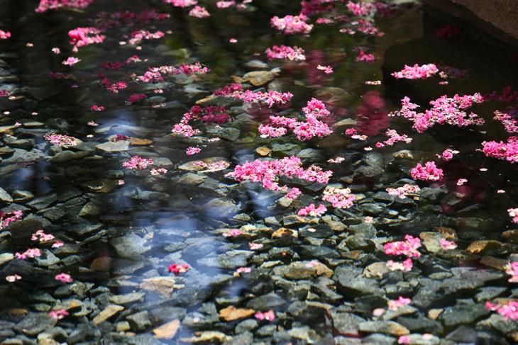 鲜花漂浮在柏林墙纪念碑旁的池塘上